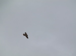 SX27583 Buzzard (Buteo buteo).jpg